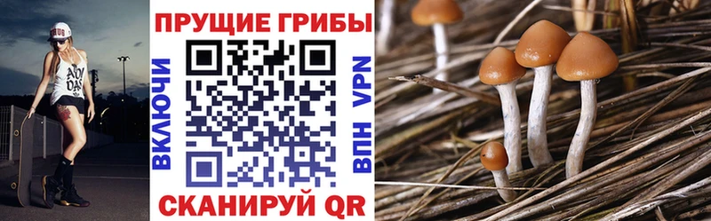 MEGA зеркало  Петровск-Забайкальский  Галлюциногенные грибы мухоморы  как найти закладки 